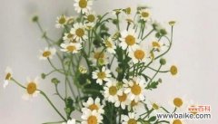 探寻以皱菊花的神秘象征 以皱菊花的花语和寓意