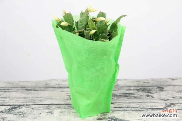 蟹爪兰掉花苞怎么救