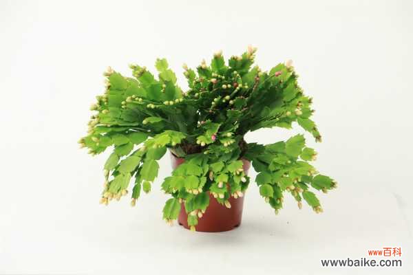 蟹爪兰掉花苞怎么救