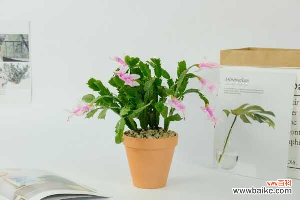 蟹爪兰不长新叶怎么办