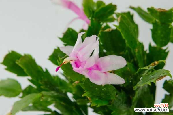 蟹爪兰不长新叶怎么办