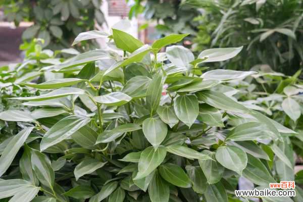 平安树叶子一碰就掉怎么办