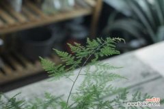 文竹叶子枯萎怎么处理