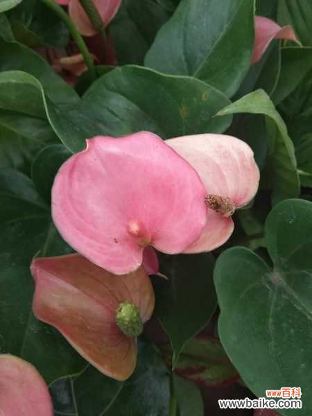 红掌叶子中间干枯破洞怎么办