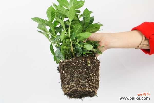 栀子花为什么只长叶子不开花