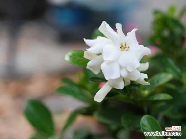 栀子花为什么只长叶子不开花