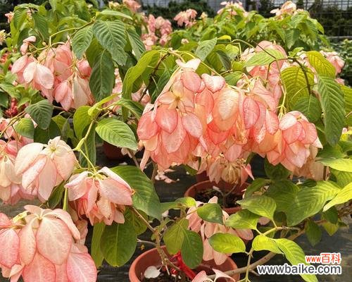 粉纸扇的花语寓意是什么？象征着什么意思？