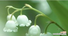 风铃的寓意是什么？风水中摆放位置有何讲究？