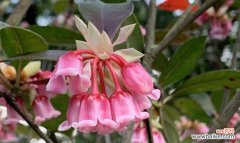 风铃子花语是什么？它代表了哪些意义？