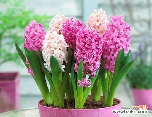 风信子的风水寓意是什么？如何正确摆放风信子以招财进宝？