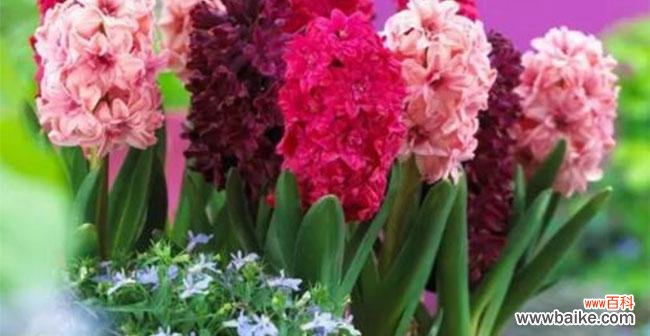 风信子的风水寓意是什么？如何正确摆放风信子以招财进宝？