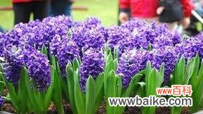 风信子的风水寓意是什么？如何正确摆放风信子以招财进宝？