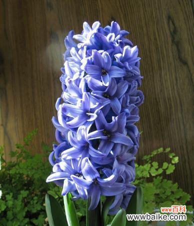 风信子的花语和寓意象征着什么意思?如何正确解读风信子的花语?