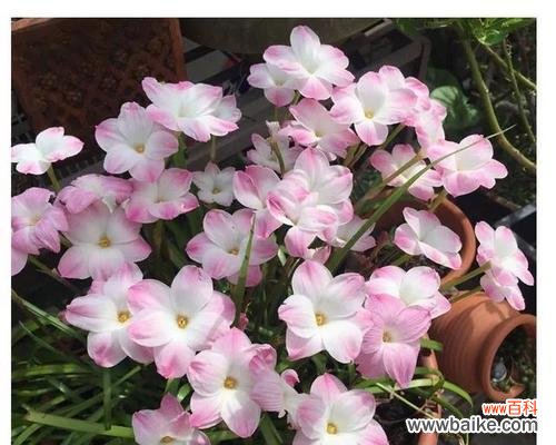 风雨花代表什么？风雨花的寓意有哪些常见问题解答？