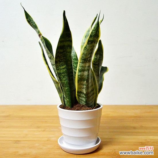 降温后盆栽如何养护：16种植物入冬养护技巧