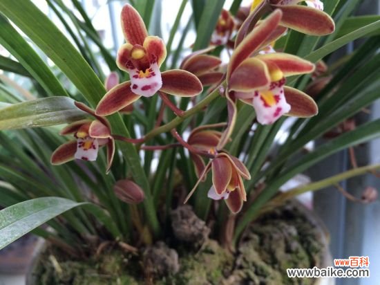 降温后盆栽如何养护：16种植物入冬养护技巧