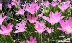 风雨兰的花语是什么？如何养护风雨兰？