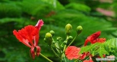 凤凰花的花语是什么所以？如何用凤凰花表达情感？
