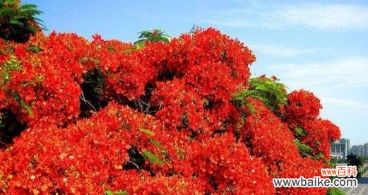 凤凰花的花语代表什么?如何解读其深层含义?