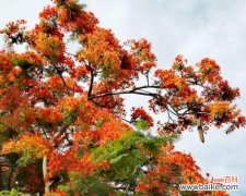 凤凰花的花语代表什么？如何解读其深层含义？