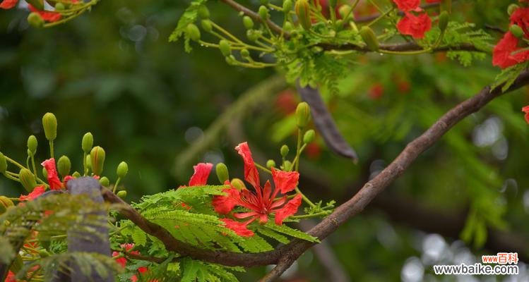 凤凰花的花语代表什么?如何解读其深层含义?