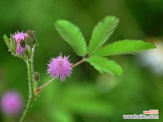 九种禁止摆放在卧室的花卉：花卉虽美，但不能乱摆放