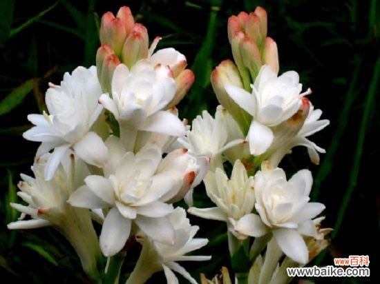 九种禁止摆放在卧室的花卉：花卉虽美，但不能乱摆放