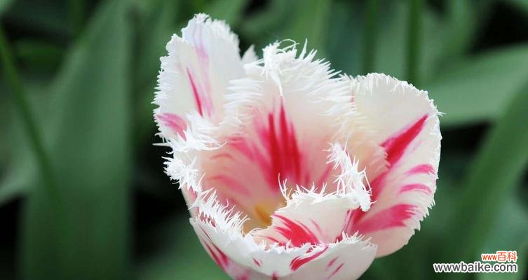 优雅、纯洁、爱情、祝福 白色郁金香的花语