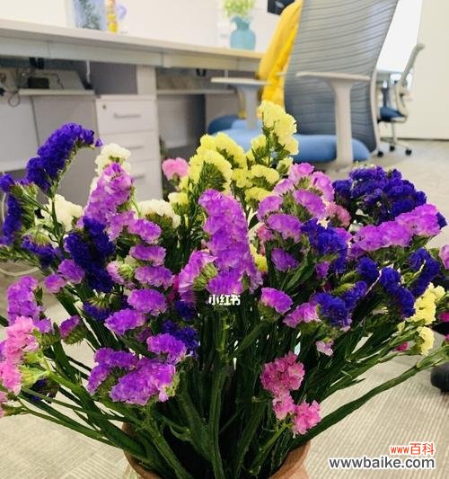 了解勿忘我,探寻其美丽与神秘 勿忘我的花语及象征意义