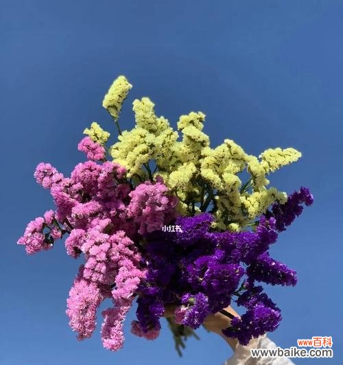 了解勿忘我,探寻其美丽与神秘 勿忘我的花语及象征意义