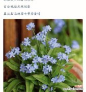 了解各种花的花语，用花语传递情感 花开人间，花语述情