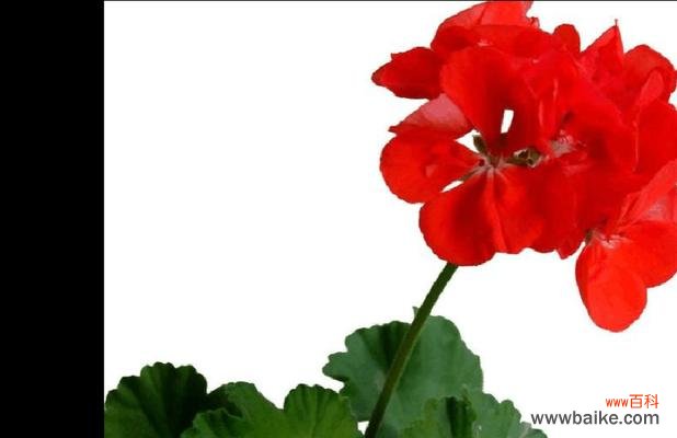 了解各种花的花语,用花语传递情感 花开人间,花语述情