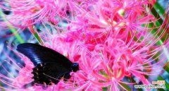 一朵彼岸花的神秘与诗意 花开彼岸，言传花语