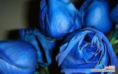 解读蓝色妖姬的神秘符号 蓝色妖姬的花语象征意义