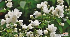 清新神秘的花语意境 茉莉花的花语与寓意