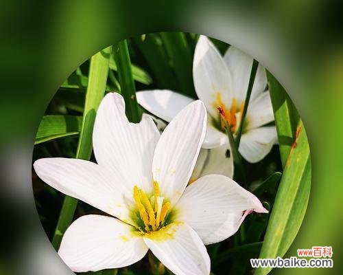 探寻葱兰的花语意义与文化内涵 葱兰花语——清新自然的象征