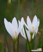 探寻葱兰的花语意义与文化内涵 葱兰花语——清新自然的象征