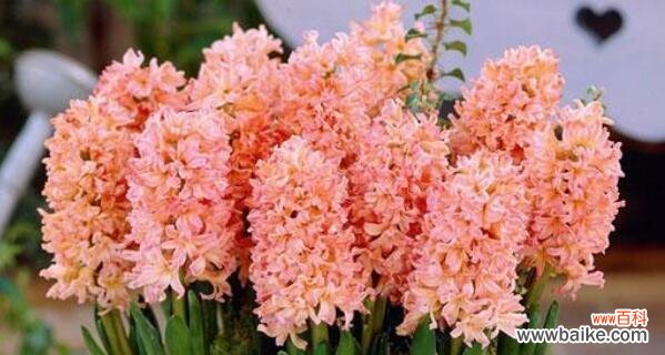 探秘花海中的花语世界 风信子花语