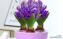 探秘花海中的花语世界 风信子花语