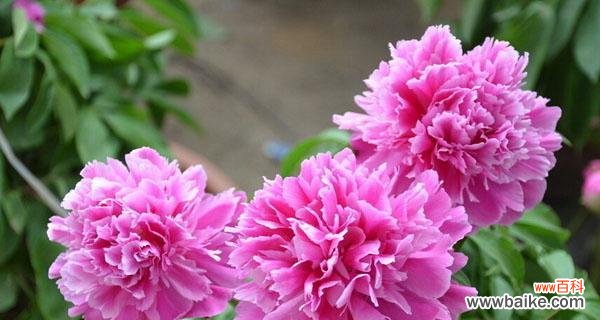 解读牡丹花的8个含义 牡丹花语的象征意义