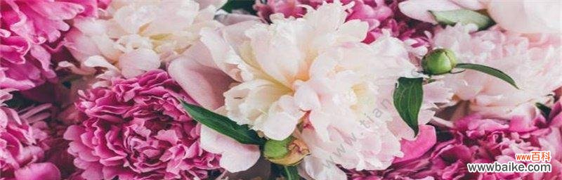 解读牡丹花的8个含义 牡丹花语的象征意义