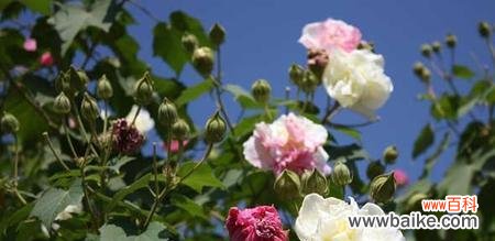 缘起、象征与意义 木芙蓉传说与花语