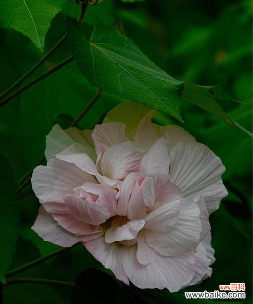 缘起、象征与意义 木芙蓉传说与花语