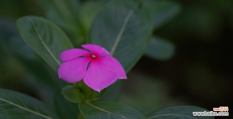 用花语诠释爱情 长春花语