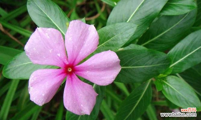 用花语诠释爱情 长春花语