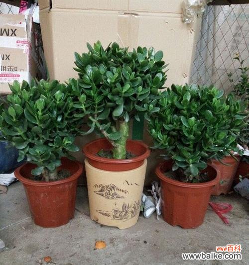 解析玉树花语所传达的情感与含义 探寻玉树花语的神秘