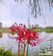 传递爱与美的芳香 红花石蒜花语