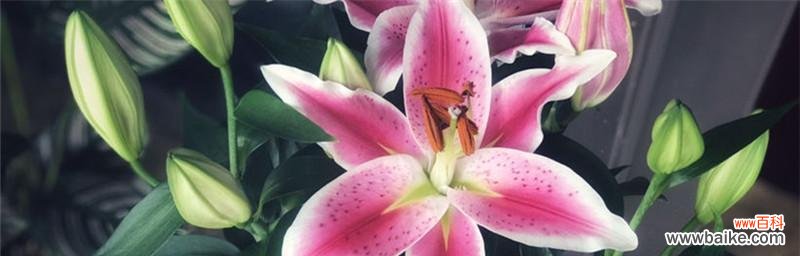 探索花语之美 百合花的代表意义