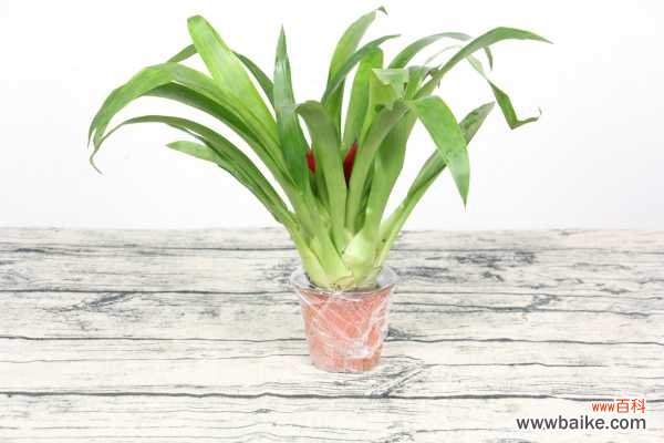 鸿运当头的病害及防治方法