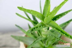 芦荟的病害防治